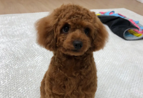 泰迪犬生活在老家,将它抱回来后洗了个澡,才发现它那么漂亮 泰迪犬生活在老家,将它抱回来后洗了个澡,才发现它那么漂亮
