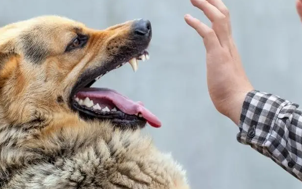 怎样排除自己得了狂犬病 怎样排除自己得了狂犬病
