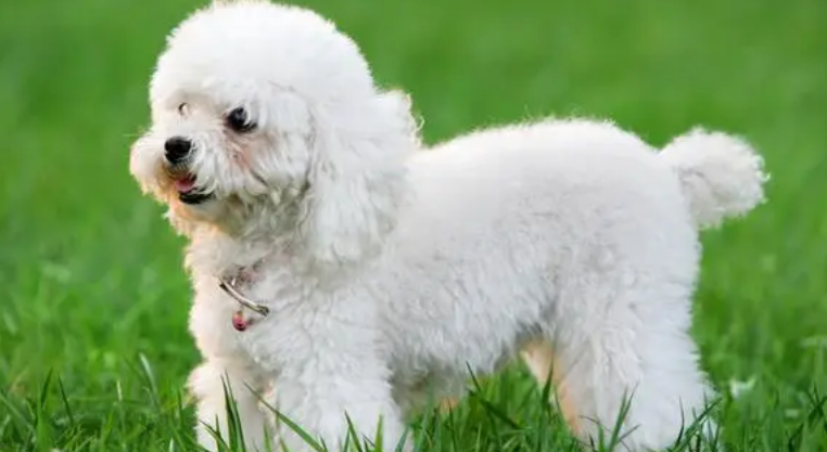 贵宾犬做奇葩造型,结果意外走红?铲屎官揭露狗狗背后心酸真相! 贵宾犬做奇葩造型,结果意外走红?铲屎官揭露狗狗背后心酸真相!