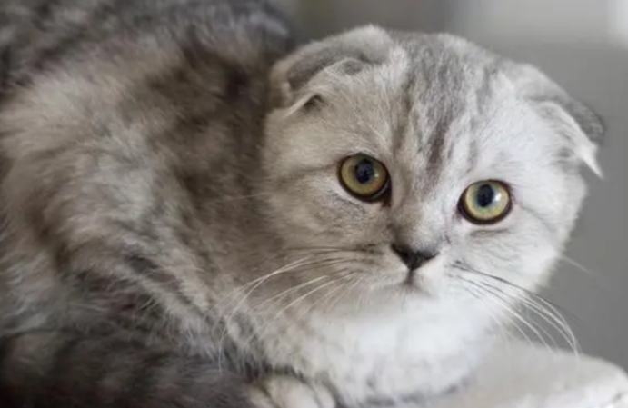 如何判断是不是折耳猫