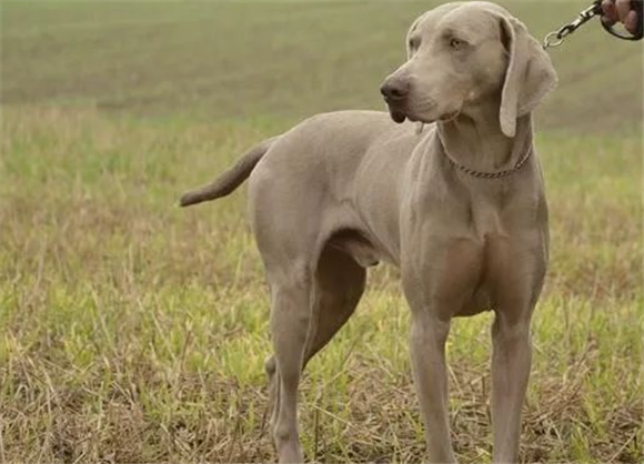 魏玛猎犬,外表精致活得“糙”,不矫情的银色贵族! 魏玛猎犬,外表精致活得“糙”,不矫情的银色贵族!