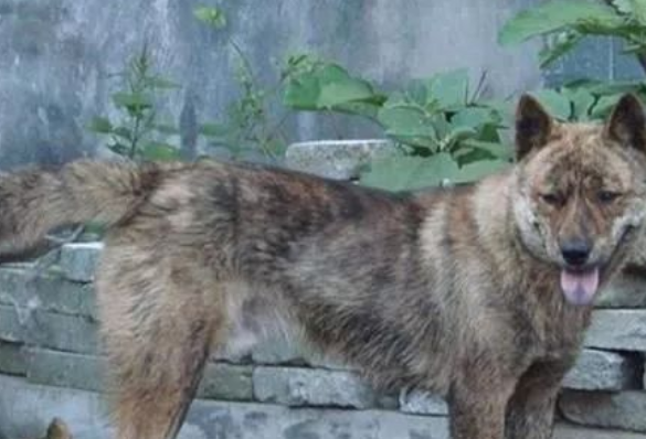 濒危的中华田园犬,还是稀有犬种:虎斑犬 濒危的中华田园犬,还是稀有犬种:虎斑犬
