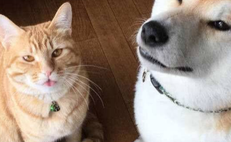 橘猫被小土狗欺负，狸花猫用眼神就逼退狗子，人善被人欺