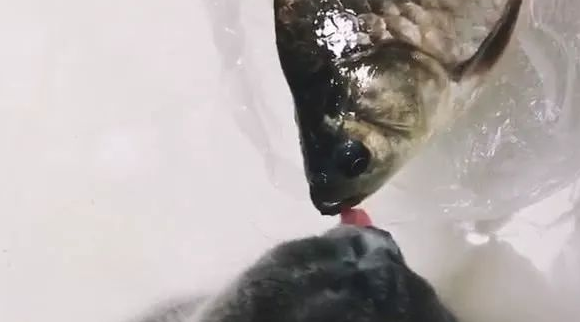 英短猫竟不吃鱼,反而两个亲了起来,猫粮真能让猫咪变得友善呀 英短猫竟不吃鱼,反而两个亲了起来,猫粮真能让猫咪变得友善呀