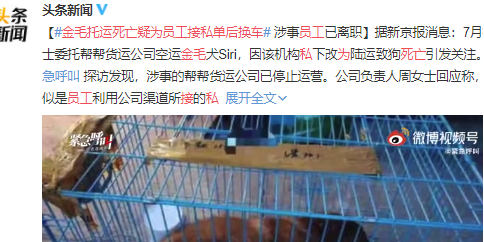 金毛Siri在托运过程中死亡,涉事公司:员工接私单后换车,已离职 金毛Siri在托运过程中死亡,涉事公司:员工接私单后换车,已离职
