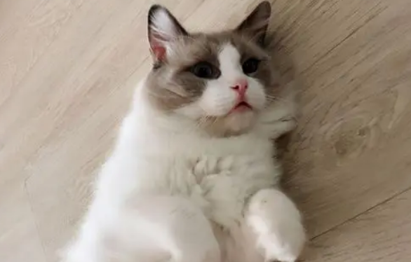 布偶猫的样子图片 布偶猫的样子图片