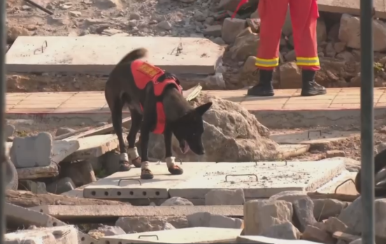 首赛凯旋,他们荣获搜救犬比武单项全国第一 首赛凯旋,他们荣获搜救犬比武单项全国第一