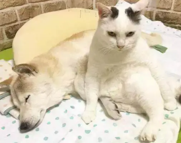 泪目！17岁狗狗患上老年痴呆症，一直欺负它的猫居然...