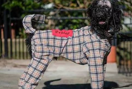 贵宾犬因患皮脂腺炎失去毛发，好心设计师为其设计巴宝莉风格外套