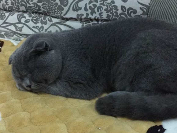 蓝猫配一次能怀上吗 蓝猫配一次能怀上吗