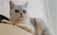 蓝猫跟银渐层配出来是什么