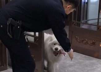 萨摩耶被捡回警局，等主人来接，狗狗：成为警犬的目标马上实现！