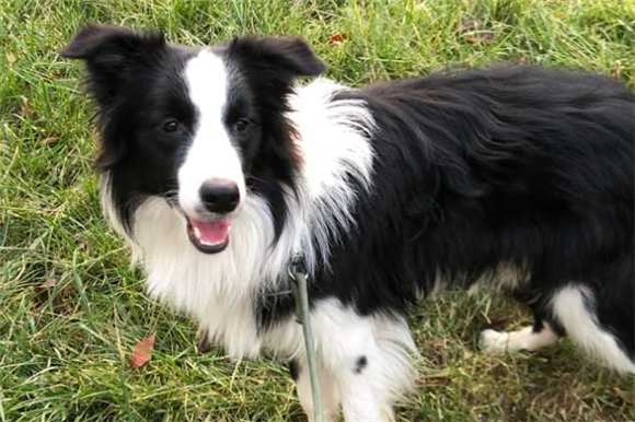 边牧幼犬的耳朵怎么靠得很近