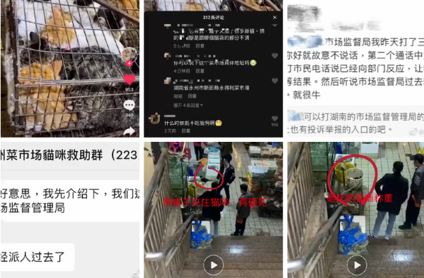 成功截获运猫车千只猫咪获救,爱猫人士:他们把猫肉每斤4块5冒充猪羊肉售出! 成功截获运猫车千只猫咪获救,爱猫人士:他们把猫肉每斤4块5冒充猪羊肉售出!