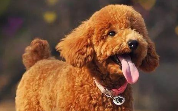 泰迪犬怎么养才听话