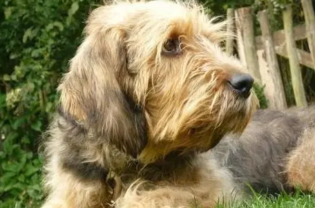奥达猎犬的喂食要点 内脏的营养最全面 奥达猎犬的喂食要点 内脏的营养最全面