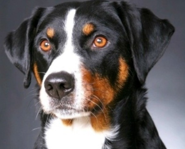 每日一犬---阿彭则牧牛犬（阿彭策尔山犬）