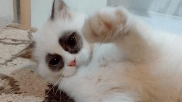 朋友说养了只“熊猫”,大家都不相信,看完照片后:没少熬夜吧? 朋友说养了只“熊猫”,大家都不相信,看完照片后:没少熬夜吧?