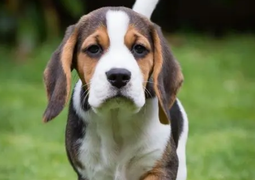 比格犬适合家养吗 中小型犬种最适合家养 比格犬适合家养吗 中小型犬种最适合家养