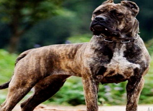 最凶悍的十大名犬:巴西非勒上榜,它是猛犬霸主 最凶悍的十大名犬:巴西非勒上榜,它是猛犬霸主