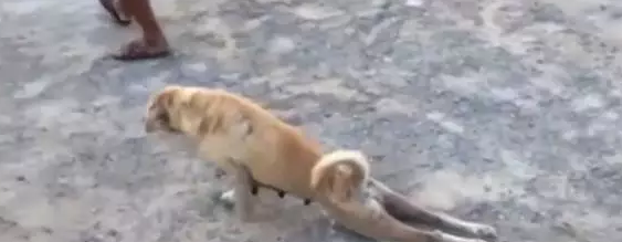 一只假装后腿残疾乞讨的狗狗,背后原因让人心酸 一只假装后腿残疾乞讨的狗狗,背后原因让人心酸