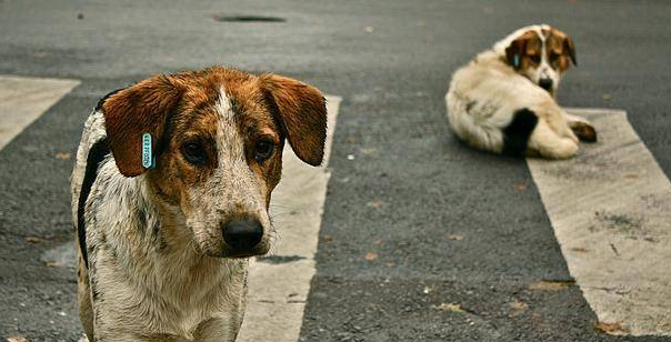 比特犬在自然保护区出没,引游客网友热议:流浪狗该如何救助? 比特犬在自然保护区出没,引游客网友热议:流浪狗该如何救助?