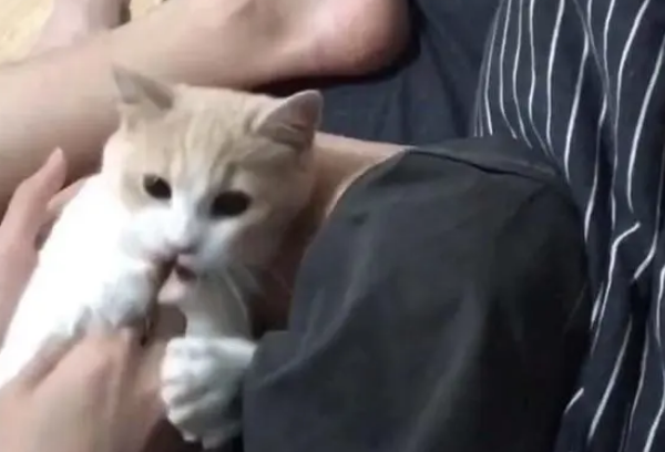 小猫咪改不掉咬人习惯，主人奇招立马帮它改掉，猫咪：猫砂呢？