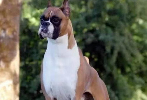 德国拳师犬 FCI国际纯种犬标准 