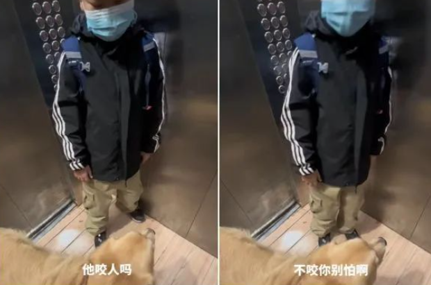 狗愣了一下！咬饲主手腕？金毛被遗弃？被斗牛犬惹哭了