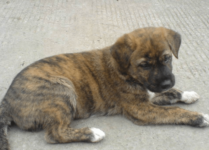 纯种虎斑犬多少钱一只