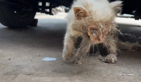 流浪猫被人丢弃3个月后的模样，让人超级心痛，眼泪在眼眶中打转