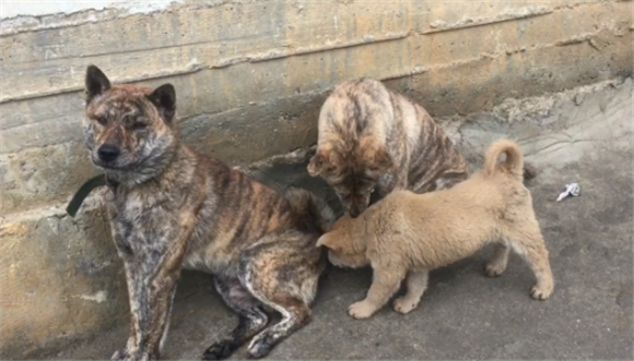 大黄狗和虎斑犬哪个凶猛 大黄狗和虎斑犬哪个凶猛