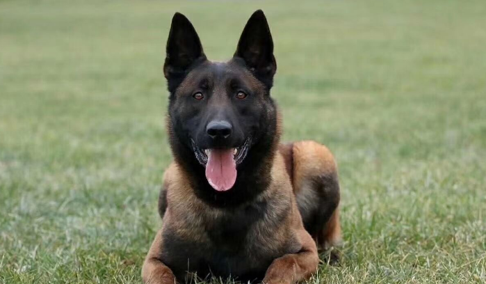 马里努阿犬警犬中的利剑 马里努阿犬警犬中的利剑