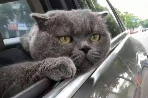 带蓝猫外出玩耍,这货全程望向窗外,网友:恐怕养的是只二哈 带蓝猫外出玩耍,这货全程望向窗外,网友:恐怕养的是只二哈