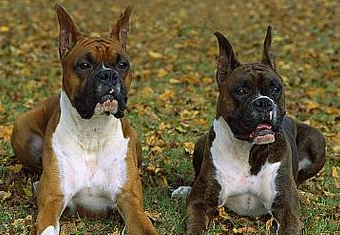 犬界的搏斗家-德国拳师犬 犬界的搏斗家-德国拳师犬