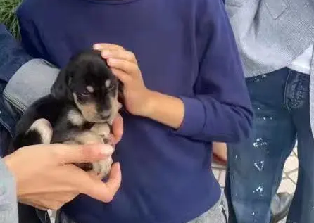 上海宠物救助领养中心告诫爱狗人士领养宠物辨别真假不要上当受骗 上海宠物救助领养中心告诫爱狗人士领养宠物辨别真假不要上当受骗