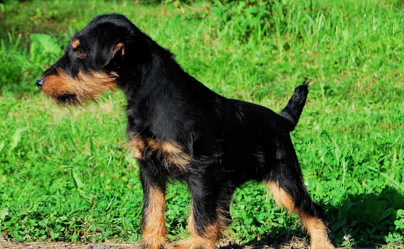 推荐第三种小猎犬(德国猎梗,又名猎梗) 推荐第三种小猎犬(德国猎梗,又名猎梗)