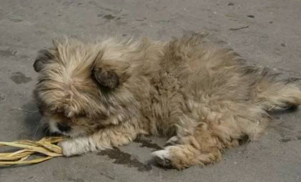 居民联动社区自治能否纾解城市犬只管理难题?