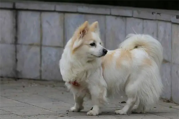大型德国狐狸犬