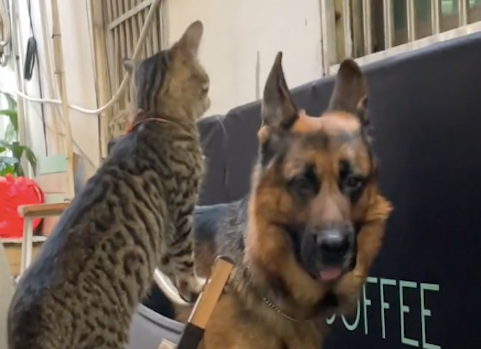 德牧看到比自己小的猫咪,竟被吓得站在原地不敢动,胆子太小了! 德牧看到比自己小的猫咪,竟被吓得站在原地不敢动,胆子太小了!