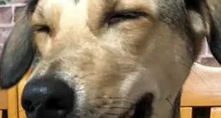 田园犬从小到大没变过,网友们羡慕到眼红:狗狗也冻龄了 田园犬从小到大没变过,网友们羡慕到眼红:狗狗也冻龄了