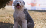古牧犬多少钱一只图片
