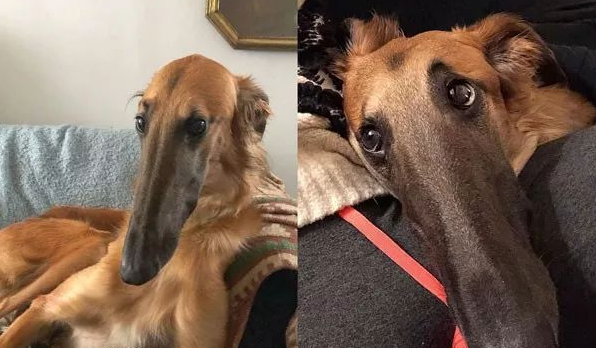 苏俄牧羊犬拥有42寸大长腿 脸长到溢出屏外