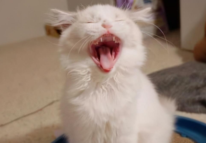 正常的猫嘴巴有味道吗
