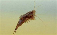 最古老的生物是什么