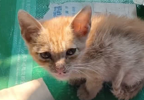 工地里捡了只猫,小伙子看到后心惊胆战:一个月工资都养不活它 工地里捡了只猫,小伙子看到后心惊胆战:一个月工资都养不活它