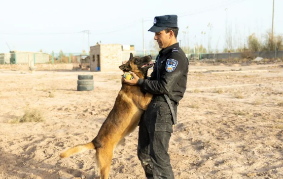 警犬出击 伽师县公安局开展警犬实战训练 警犬出击 伽师县公安局开展警犬实战训练