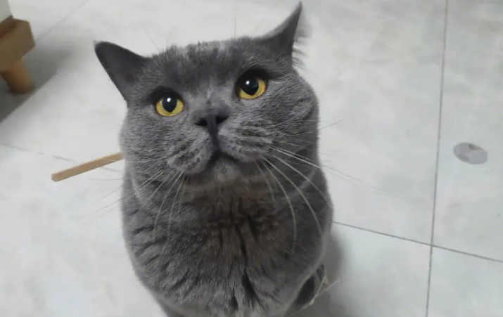 蓝色的猫表情包叫什么