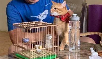 橘猫不知最爱主人离世，头七做出这感人举动，全家人瞬间泪奔