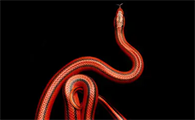 红黑色的蛇是什么蛇啊